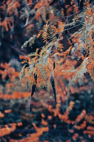 Zlatý Podzim Podzimní Příroda Žluté Listy Oranžové Listí Sluneční Paprsky — Stock fotografie