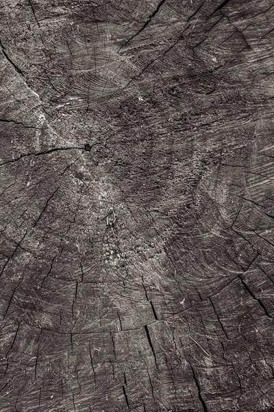 Age rings on the sawn trunk of an old tree. Age rings. The flow of time. Sawn trunk. Old tree. Wood texture. Old tree.