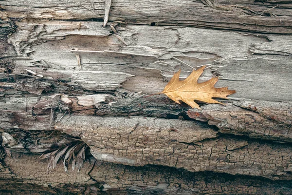 Осіння Природа Дерев Яний Фон Кора Текстури Візерунок Дубового Листа — стокове фото