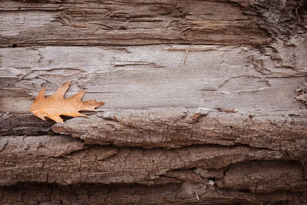 Autumn Nature Wooden Background Bark Texture Oak Leaf Pattern Calm — Stock Photo, Image