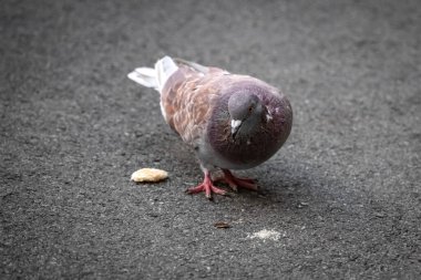Asfalttaki bir güvercin kırıntıları yer. Asfaltta bir güvercin. Bir kuş krakeri gagalar. Şehir parkı. Yürürken kuşları besle..