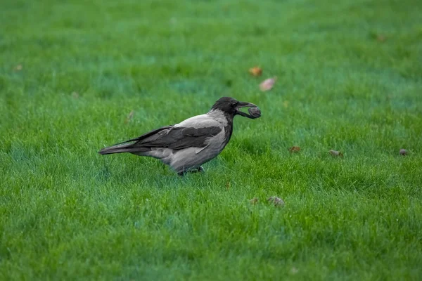 Cuervo Está Buscando Comida Parque Cuervo Parque Alimentación Aves Pajarito — Foto de Stock