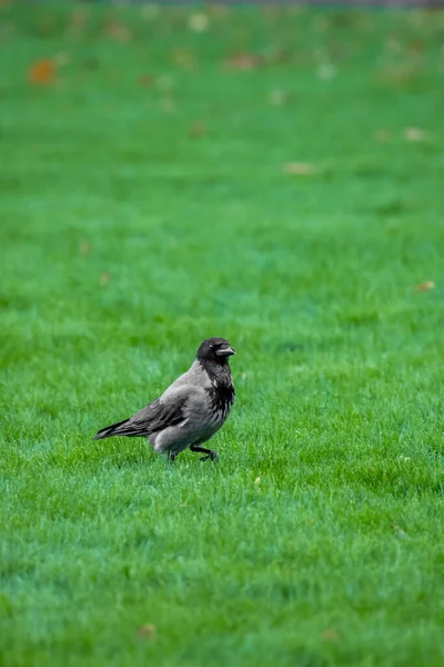 Corvo Está Procura Comida Parque Corvo Parque Alimentação Pássaros Passarinho — Fotografia de Stock
