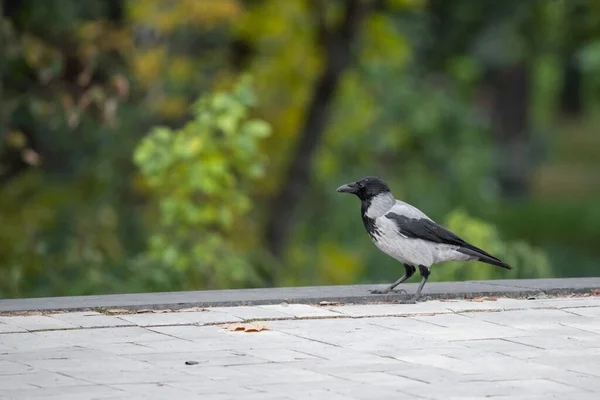 Parkta Yiyecek Arayan Bir Karga Var Parkta Bir Karga Kuş — Stok fotoğraf