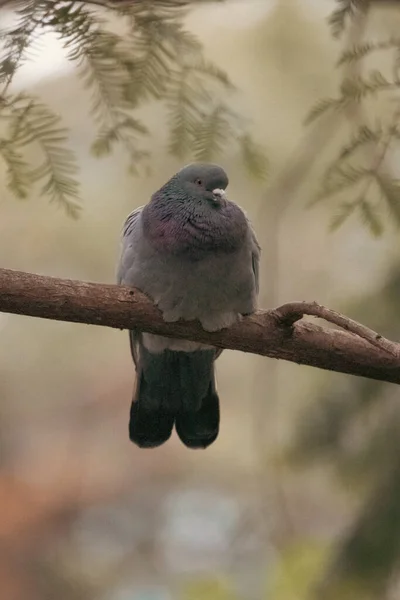 Taube Auf Einem Ast Ein Vogel Auf Einem Baum Stadtpark — Stockfoto
