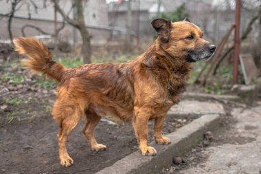 Köpek fotoğrafı. Cinsi yok. Havlayan bir hayvan. Kırmızı yün. Sadık bir hayvan. Ev bekçisi. Hayvan koruması. Terk edilmiş köpek. Şirin köpek..