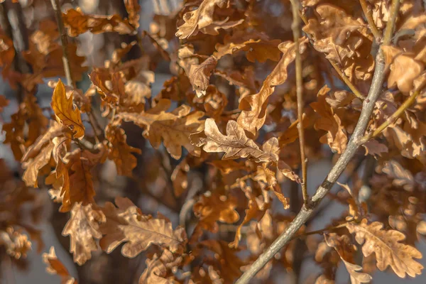 Golden oak leaves on a tree in sunlight. Golden oak. Yellow oak leaves. Sunny day. Autumn nature. Rustling of dry leaves.