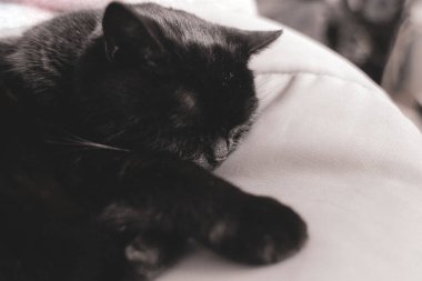 Domestic sleeping cat. Cute pet resting. Calm black cat. The purring animal. Black Scottish Straight cat. A cute black cat sleeps peacefully in a cozy photo. 