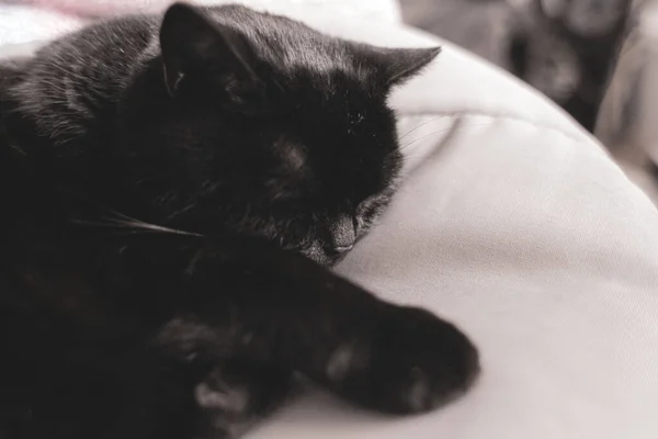 Domestic Sleeping Cat Cute Pet Resting Calm Black Cat Purring — 스톡 사진