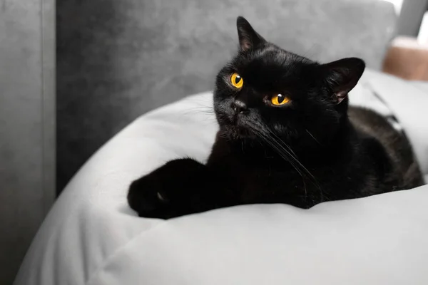 Black Scottish Straight Cat Amber Eyes Looks Calm Cat Black — стокове фото