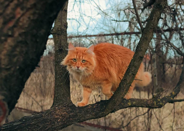 Μια Κόκκινη Γάτα Σκαρφαλώνει Ένα Δέντρο Γάτα Ακονίζει Νύχια Της — Φωτογραφία Αρχείου
