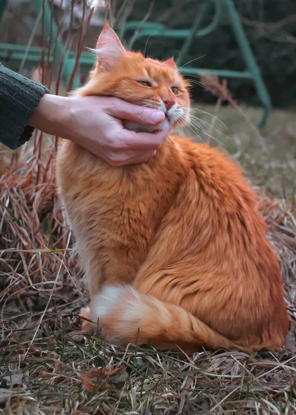 一个人的手在摸一只知足的红猫 猫在街上 爱抚猫是有用的 多情的动物照顾动物 城市以外的生活 善待动物 — 图库照片