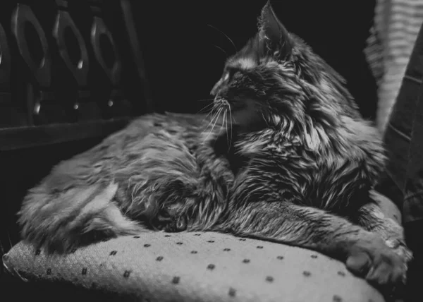 Een Sierlijke Langharige Kat Ligt Majestueus Een Zwart Wit Foto — Stockfoto
