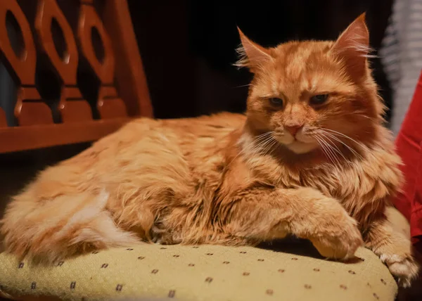 Majestätisch Liegt Eine Rothaarige Langhaarkatze Rote Katze Lange Haare Schnurrendes — Stockfoto