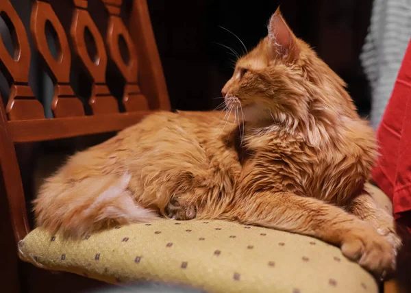 Червоноволоса Довгошерста Кішка Знаходиться Велично Червоний Кіт Довге Волосся Очищення — стокове фото