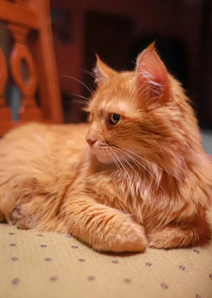 Рыжий Длинноволосый Кот Величественно Лежит Красная Кошка Длинные Волосы Мурлыкающее — стоковое фото