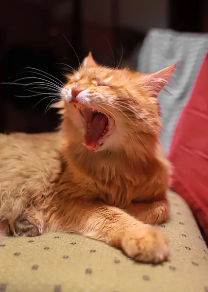 Katzenzähne Eine Müde Rote Katze Gähnt Eine Katze Mit Klaffendem — Stockfoto
