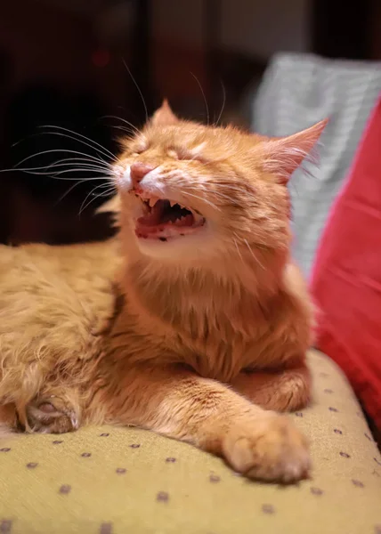Macska Agyarai Egy Fáradt Vörös Macska Ásít Egy Tátott Szájú — Stock Fotó