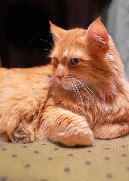 Rödhårig Långhårig Katt Ligger Majestätiskt Röd Katt Långt Hår Ett — Stockfoto
