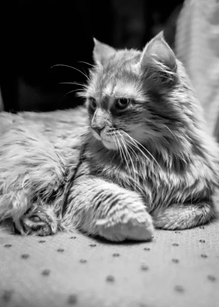 Půvabná Dlouhosrstá Kočka Majestátně Leží Černobílé Fotografii — Stock fotografie