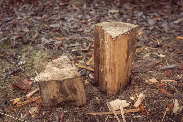 Woodshed Com Uma Pilha Troncos Secos Arvores Cortadas Toros Madeira — Fotografia de Stock