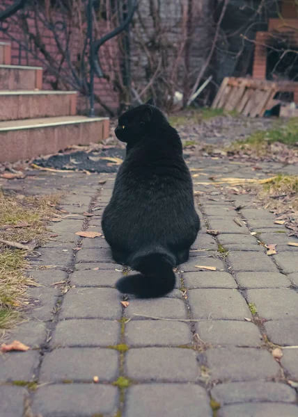 这只猫背对着摄像机坐着 猫的后视镜黑色羊毛 在街上的宠物 一只黑猫背对着摄像机坐在房子附近的街上 — 图库照片