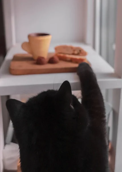 Black Cat Funny Animals Kitten Tries Steal Food Cat Stretches — Stock Photo, Image