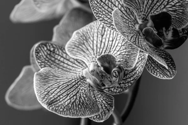 Kwitnąca Orchidea Czerwone Kwiaty Delikatne Płatki Ładny Prezent Dać Dziewczynie — Zdjęcie stockowe