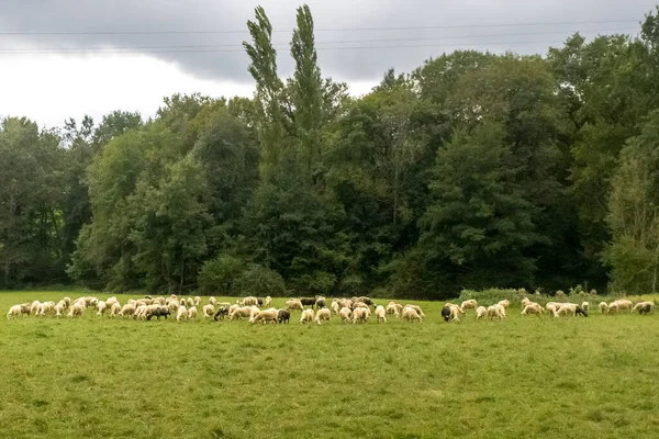 Stado Białych Czarnych Owiec Pastwisku Pobliżu Lasu Owce Pasą Się — Zdjęcie stockowe