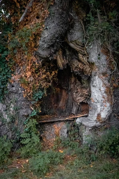 Деревянная Скамейка Внутри Дерева Место Отдыха Лесу Толстый Ствол Дерева — стоковое фото