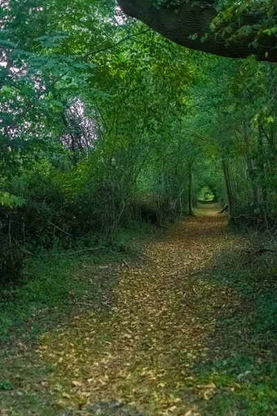 一个由树木做成的拱门 圣詹姆斯之路绿色旅游 童话小径和森林卡米诺 圣地亚哥拱门中的一条小径 由树枝和绿叶构成 — 图库照片