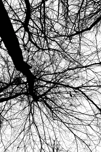 stock image Black and white abstract patterns created by tree branches against the background of the sky. A view of the sky. Look up. Bottom view of dry tree branches. Abstract picture of nature.