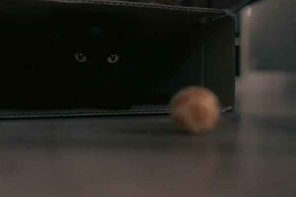 Σκωτσέζικη Γάτα Καθαρόαιμη Μαύρη Γάτα Μια Γάτα Ένα Χαρτόκουτο Ένα — Φωτογραφία Αρχείου
