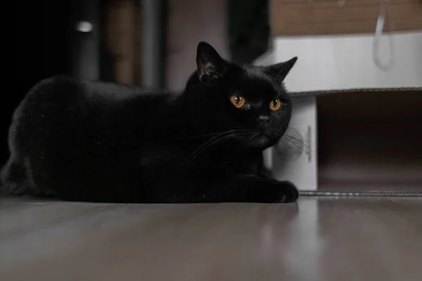 Σκωτσέζικη Γάτα Καθαρόαιμη Μαύρη Γάτα Μια Γάτα Ένα Χαρτόκουτο Ένα — Φωτογραφία Αρχείου
