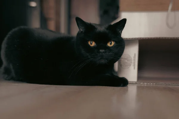 Skoç Heteroseksüel Kedi Safkan Kara Kedi Karton Kutuda Bir Kedi — Stok fotoğraf