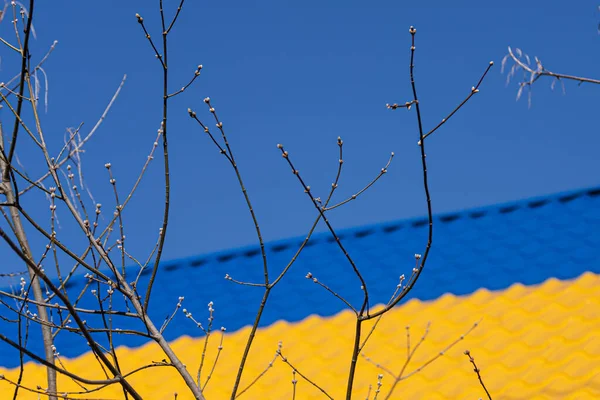 Ukrayna Mavi Sarı Bir Çatının Arka Planında Tomurcuklar Olan Bir — Stok fotoğraf