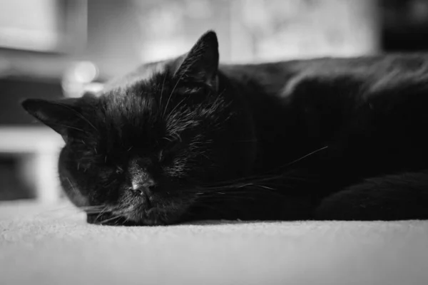 Сплячий Чорний Кіт Кіт Шотландської Прямої Породи Чорна Тварина Символ — стокове фото