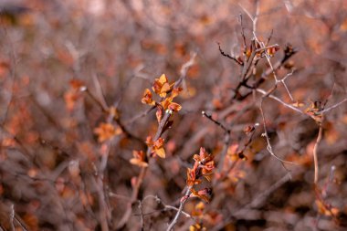 Sıcak, güneşli bir fotoğrafta çalıların üzerindeki taze yapraklar. Çalıların üzerinde parlak turuncu yapraklar. Genç yapraklar. Bahar doğası. Güneşli bir gün. Sıcak arkaplan.