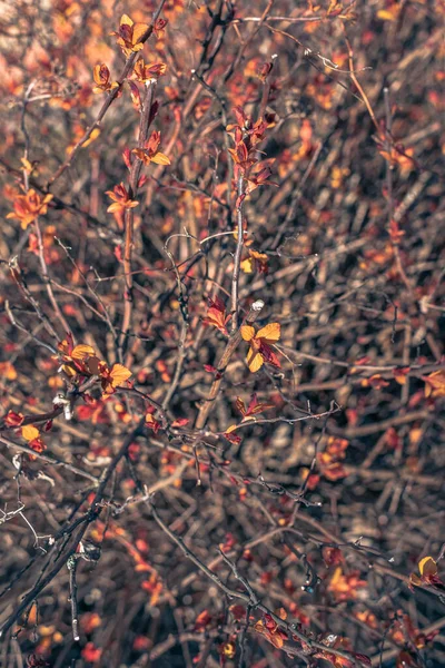 在温暖的阳光普照下 灌木上的嫩叶 灌木上鲜亮的橙色叶子 春天的天性阳光灿烂的日子 温暖的背景 — 图库照片