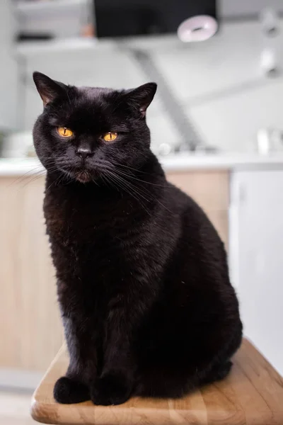 Gato Negro Está Sentado Gato Raza Heterosexual Escocesa Mascota Satisfecha — Foto de Stock