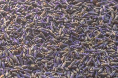 Mor renkli kuru lavanta tohumlarının arka planı. Kuru lavanta. Kurumuş çiçekler. Kokulu kır çiçekleri. - Violet. Bitki tohumları. Kuru kokulu çiçek. Lavanta arkaplanı.