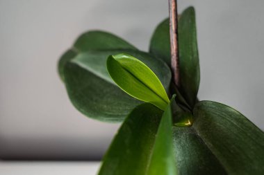 Genç yeşil orkide yaprakları. Egzotik çiçek. Ev bitkisi. Kapalı alandaki bitkilerle ilgilenmek.