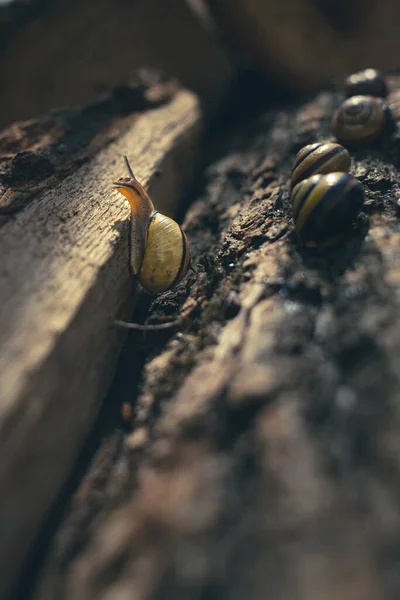 Close Snail Bark Tree Snail Crawls Wood Snail Farm Slow — Stock Photo, Image