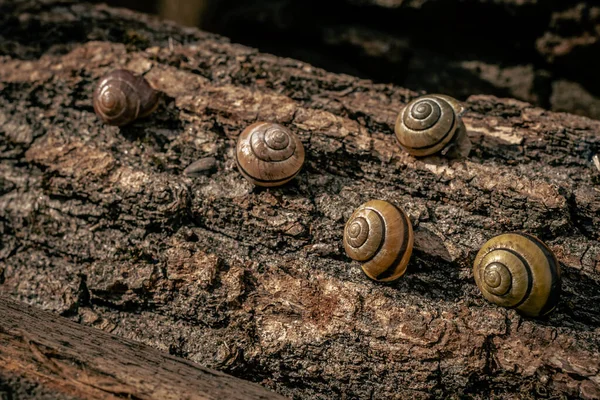 一只蜗牛在树皮上的特写 蜗牛在木头上爬行 蜗牛农场 慢慢的动物 花园蛤蟆螺旋形 他一个人带着房子 用蜗牛做化妆品 — 图库照片