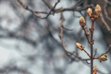 Bahar parkında kel bir ağaçtaki genç tomurcuklar. Ağaçtaki tomurcuklar. Taze yeşillik. Doğanın doğuşu. Bahar uyanışı. Parkta ilkbahar.