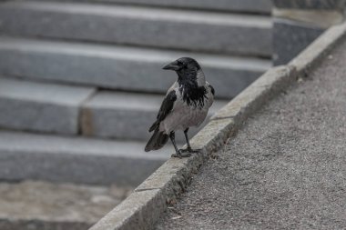 Bahar parkındaki meraklı karga, yakın plan. Karga gözü. Akıllı kuş. Büyük gaga. Karga yürüyor..