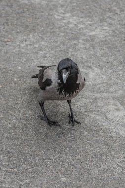 Bahar parkındaki meraklı karga, yakın plan. Karga gözü. Akıllı kuş. Büyük gaga. Karga yürüyor..