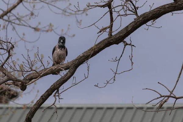Corvo Curioso Parque Primavera Close Olho Corvo Pássaro Esperto Grande — Fotografia de Stock