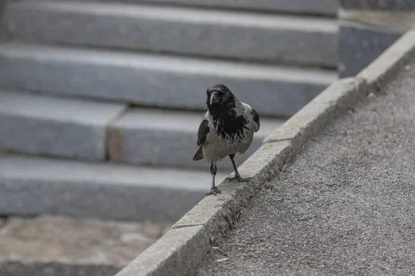 Bahar Parkındaki Meraklı Karga Yakın Plan Karga Gözü Akıllı Kuş — Stok fotoğraf