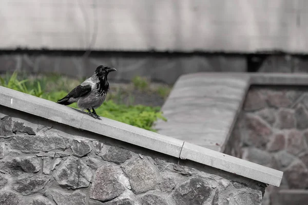 好奇的乌鸦在春天公园的特写 乌鸦的眼睛 聪明的小鸟大嘴 乌鸦在散步 — 图库照片